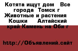 Котята ищут дом - Все города, Томск г. Животные и растения » Кошки   . Алтайский край,Камень-на-Оби г.